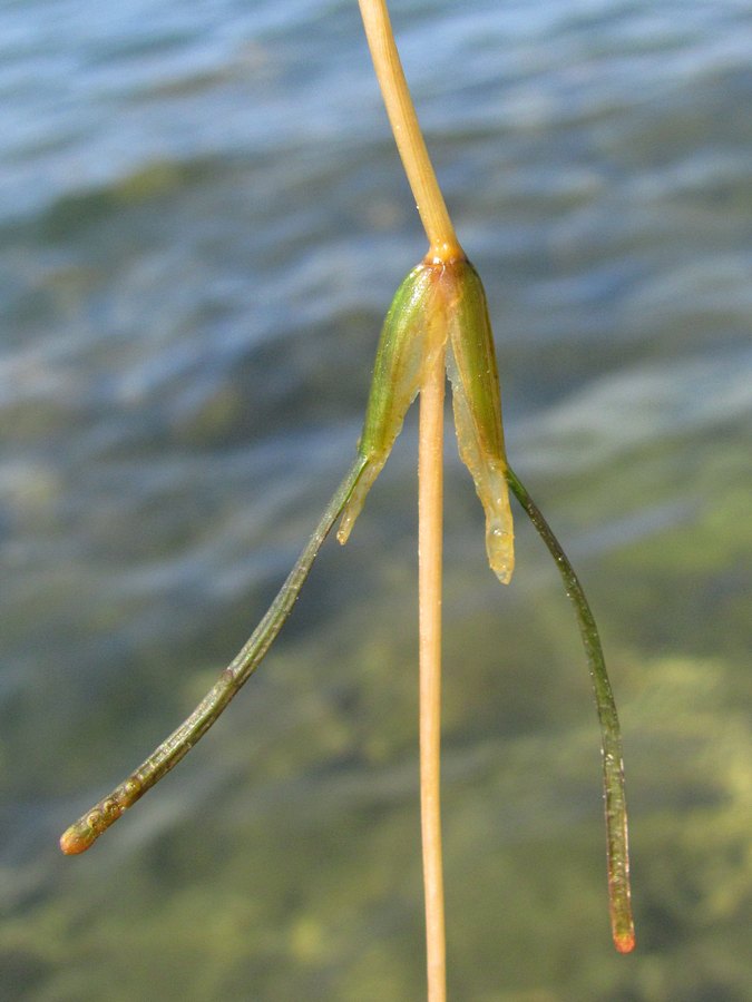 Image of Potamogeton pectinatus specimen.