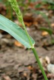 Setaria verticillata. Часть стебля с основанием листа. Ростовская обл., Азовский р-н, с. Кугей, во дворе. 16.08.2011.