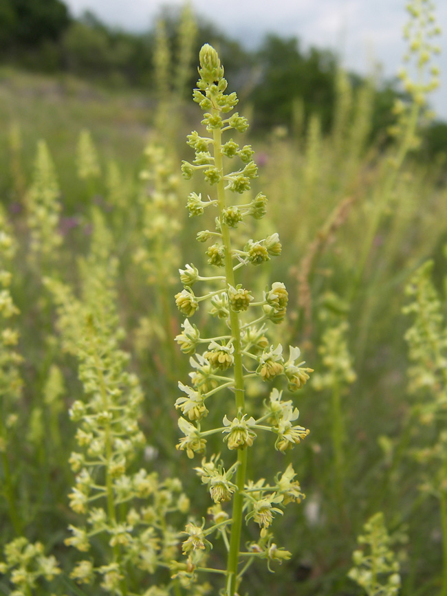 Изображение особи Reseda lutea.