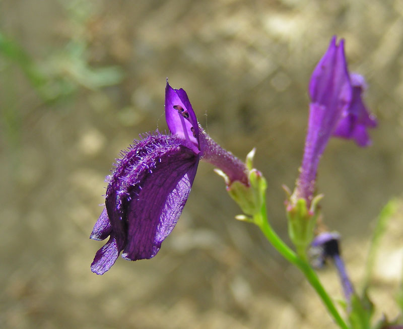 Изображение особи Dodartia orientalis.