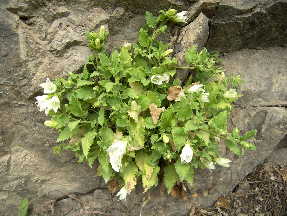 Изображение особи Campanula pendula.