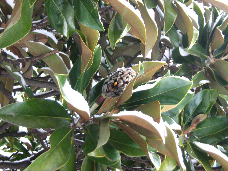 Изображение особи Magnolia grandiflora.