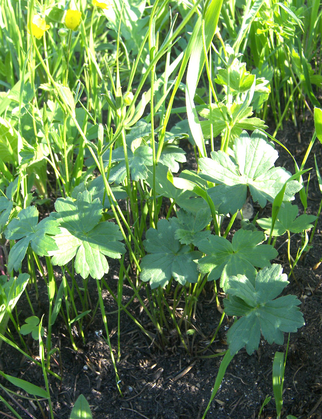 Image of Ranunculus buhsei specimen.