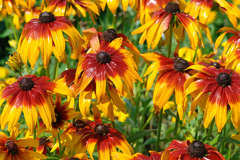 Image of Rudbeckia hirta specimen.