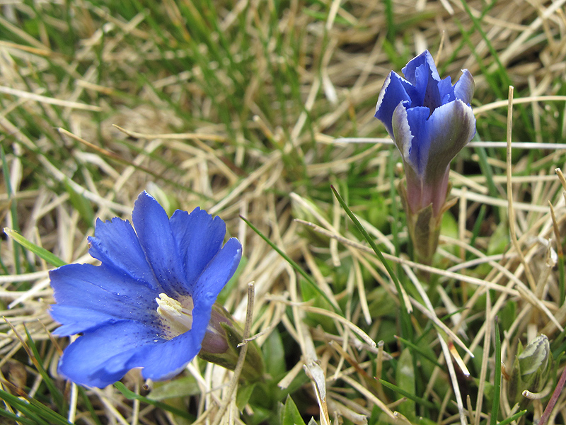 Image of Gentiana dshimilensis specimen.