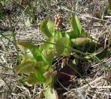 Pyrola minor