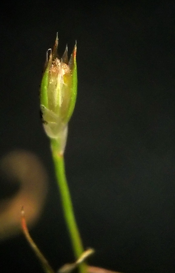 Изображение особи Juncus amuricus.