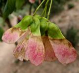 Acer pubescens. Плоды. Туркменистан, хребет Кугитанг. Июнь 2012 г.