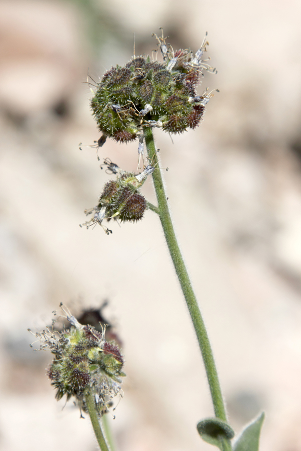 Image of Solenanthus karateginus specimen.