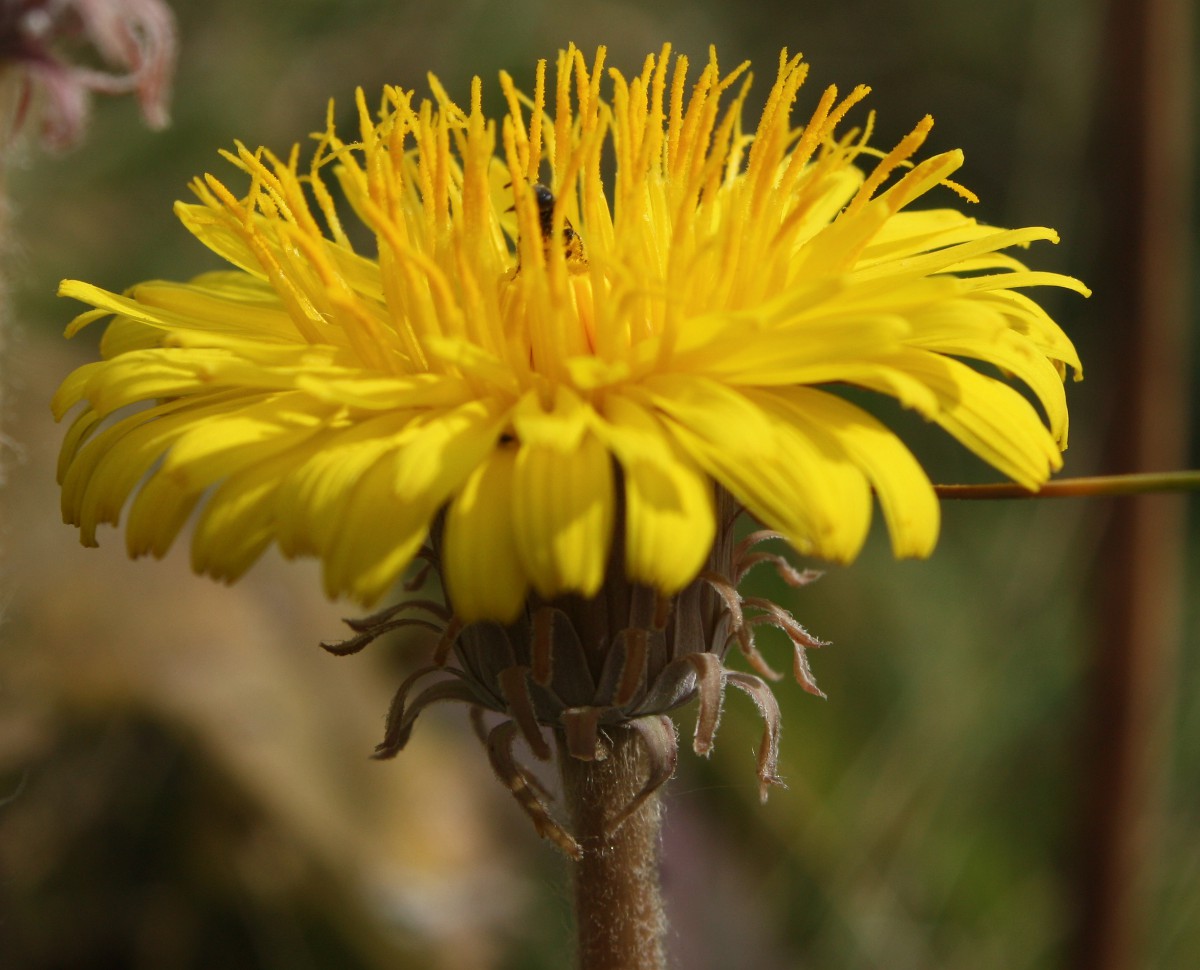 Венчик одуванчика. Taraxacum Serotinum. Сложноцветные растения одуванчик. Соцветие сложноцветных. Соцветие Кульбаба.