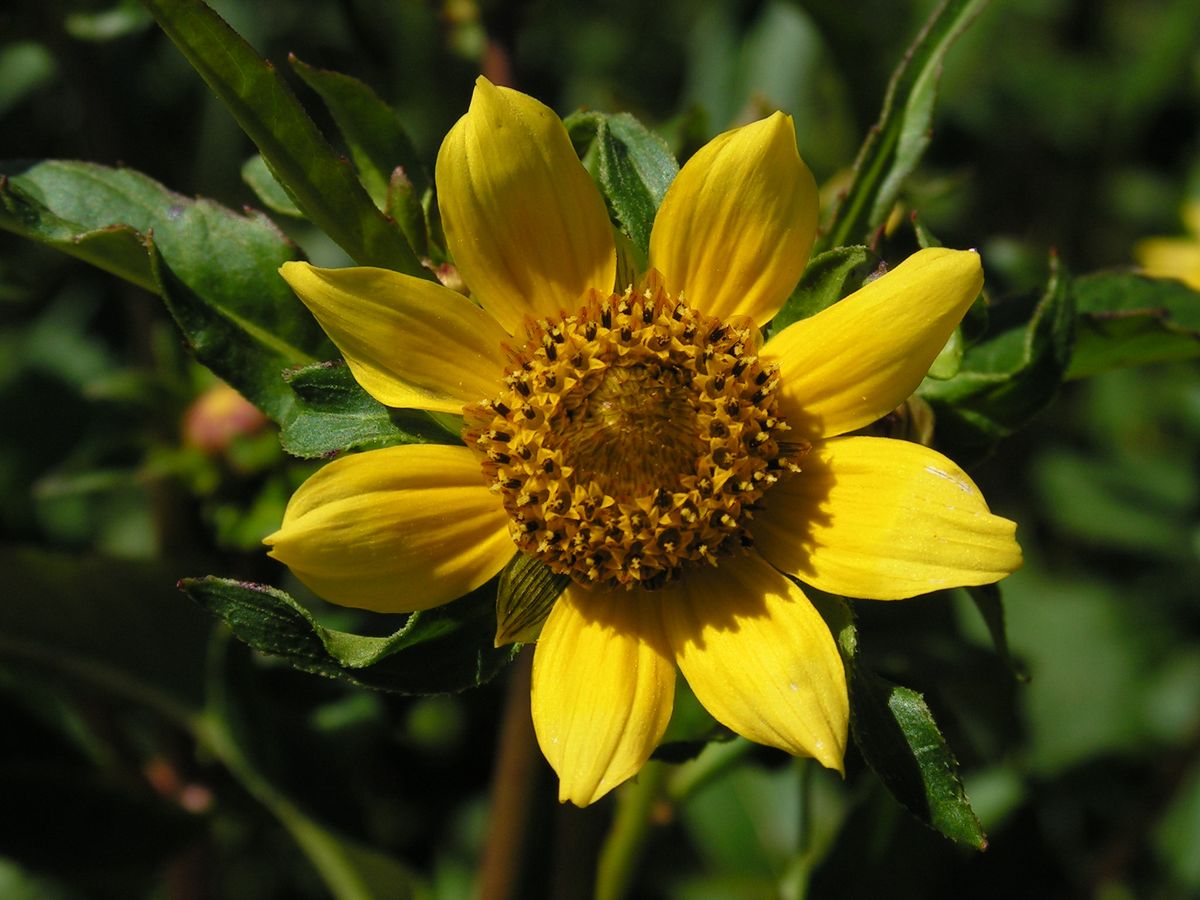 Изображение особи Bidens cernua var. radiata.