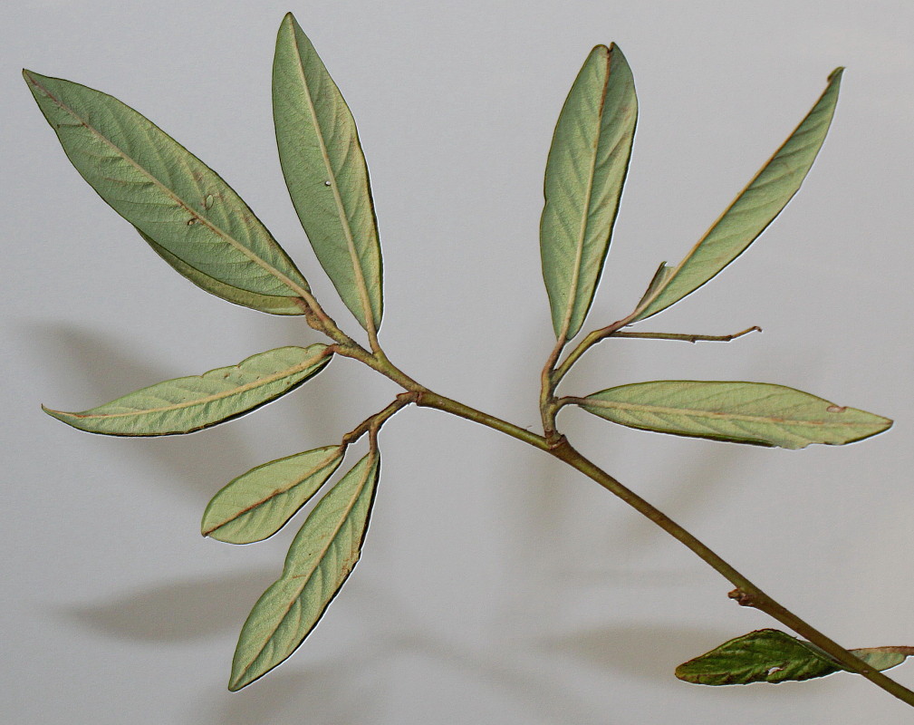 Image of Cotoneaster salicifolius specimen.