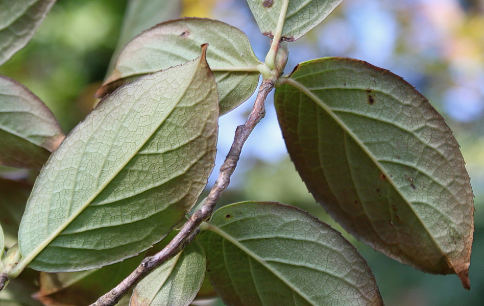 Image of Stewartia pseudocamellia specimen.