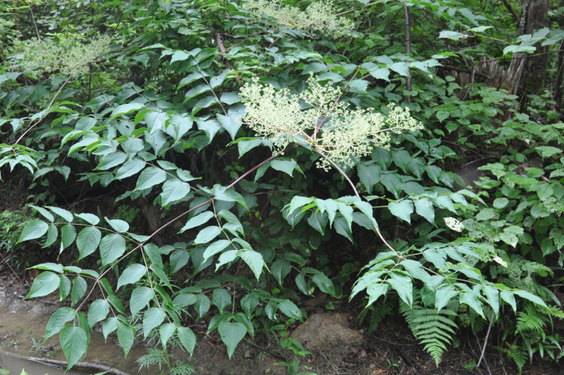 Image of Aralia elata specimen.