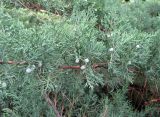 Juniperus virginiana. Ветви с шишкоягодами (культивар 'Hetz'). Монако, Монако-Вилль, сады Сен-Мартен. 19.06.2012.