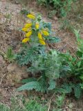 Phlomoides speciosa