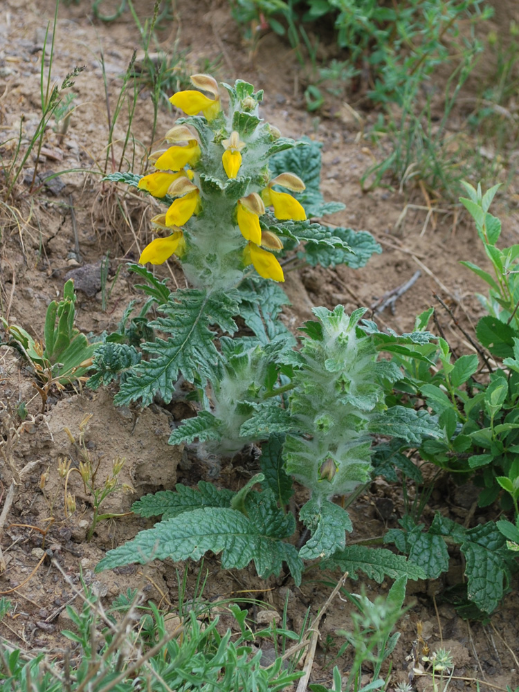 Изображение особи Phlomoides speciosa.