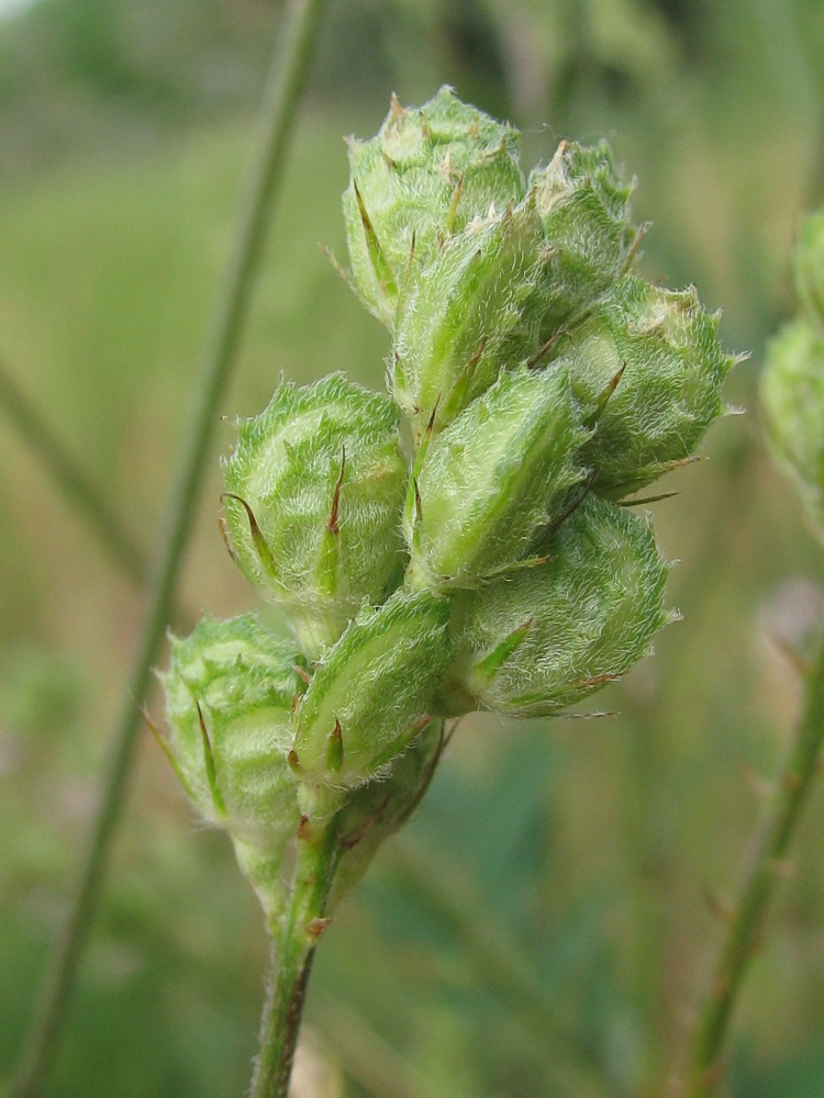 Image of genus Onobrychis specimen.