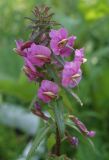 Pedicularis resupinata