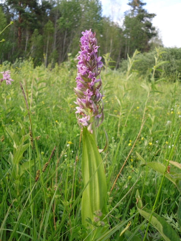 Image of Dactylorhiza incarnata specimen.