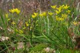 Gagea chrysantha. Цветущие растения. Южный Берег Крыма, северный склон горы Аю-Даг. 14 апреля 2012 г.