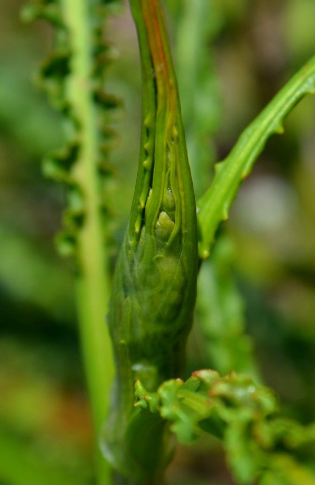 Image of genus Rumex specimen.