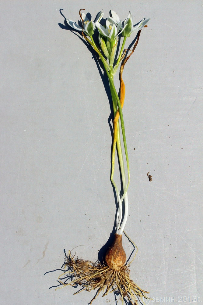 Image of Ornithogalum kochii specimen.