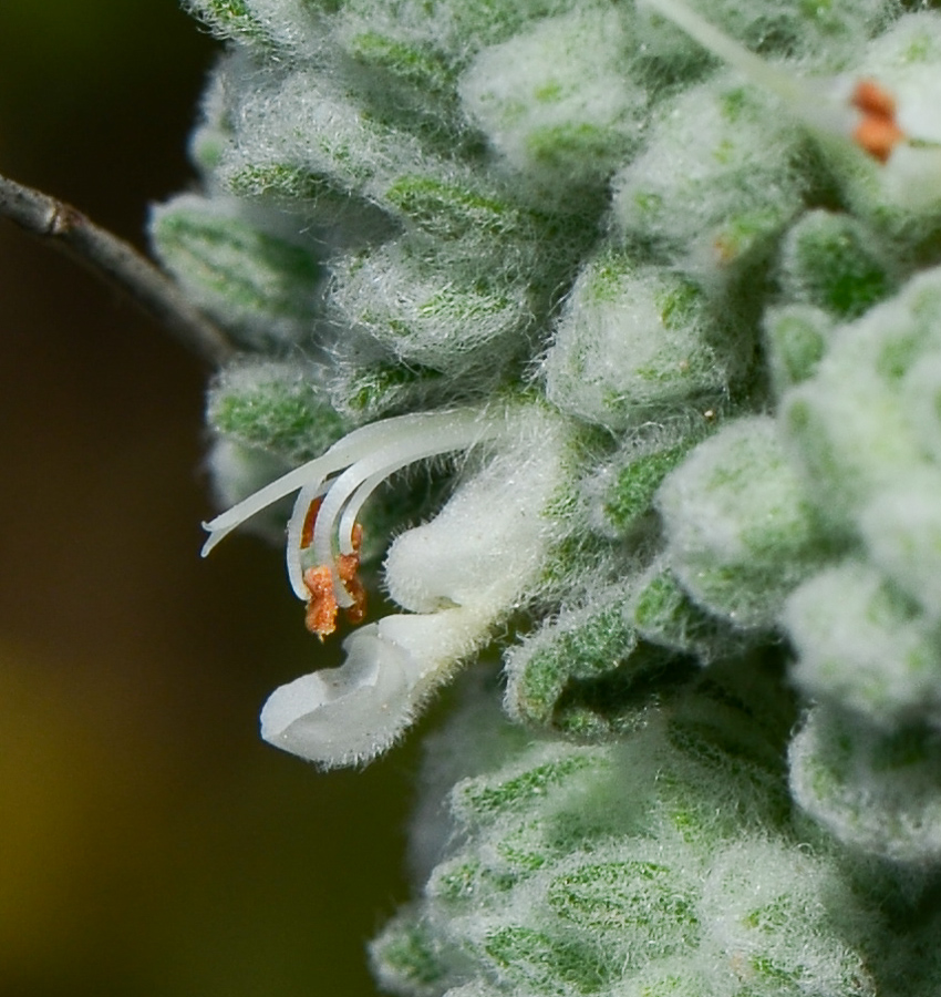 Image of Teucrium capitatum specimen.