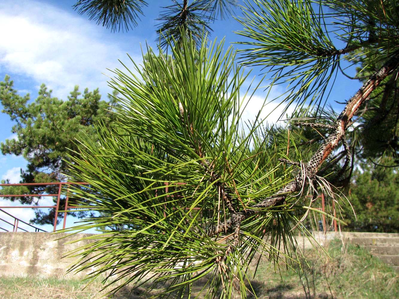 Image of Pinus pallasiana specimen.