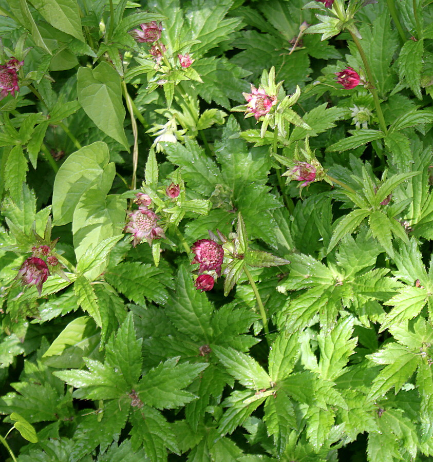 Изображение особи Astrantia major.