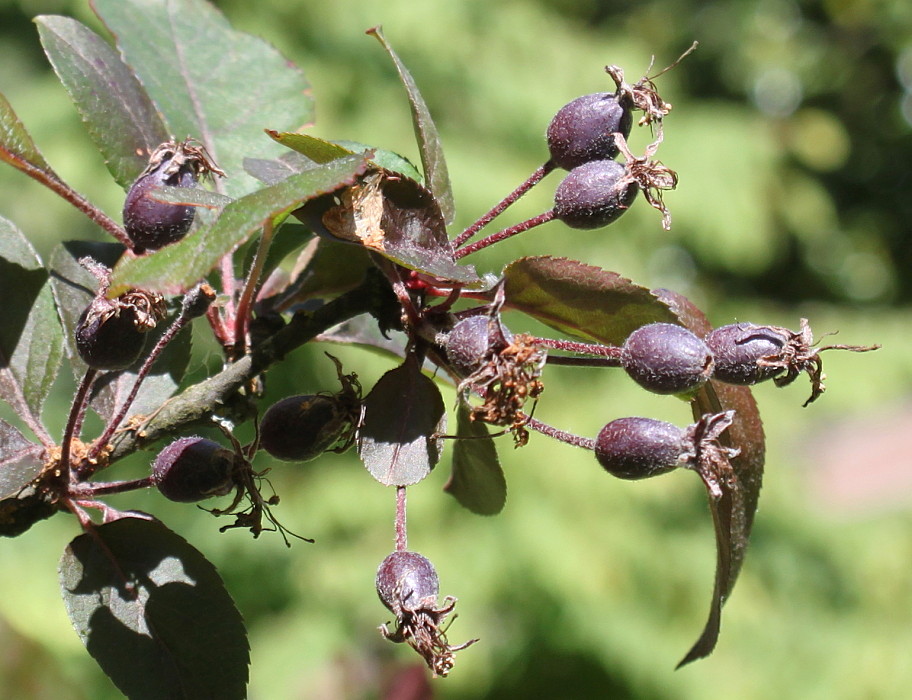 Image of genus Malus specimen.