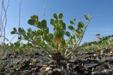 Zygophyllum rosowii. Плодоносящее растение в щебнистой пустыне на выпуклом склоне сопки. Казахстан, Алматинская обл., Алакольский р-н, 64 км ЗЮЗ пос. Актогай Восточно-Казахстанской области; Северное Прибалхашье, мелкосопочный массив Шубартау. 02.06.2013.