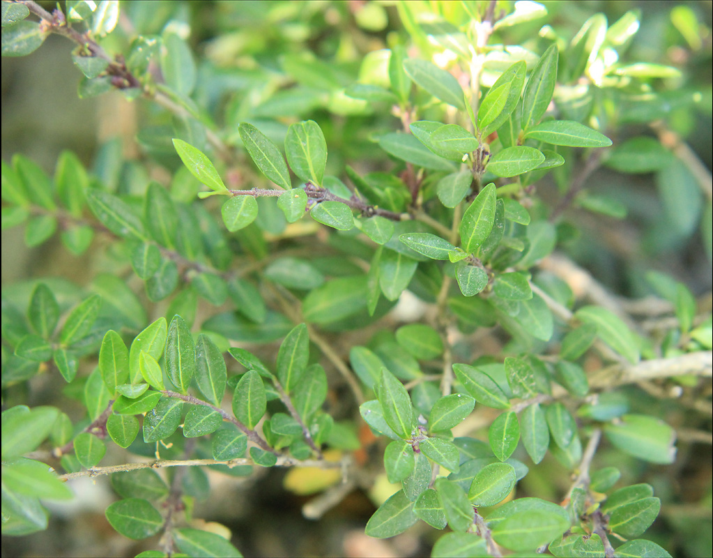 Image of Lonicera ligustrina var. pileata specimen.