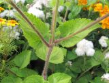 Ageratum houstonianum. Листья. Владивосток, Ботанический сад-институт ДВО РАН. 7 сентября 2013 г.