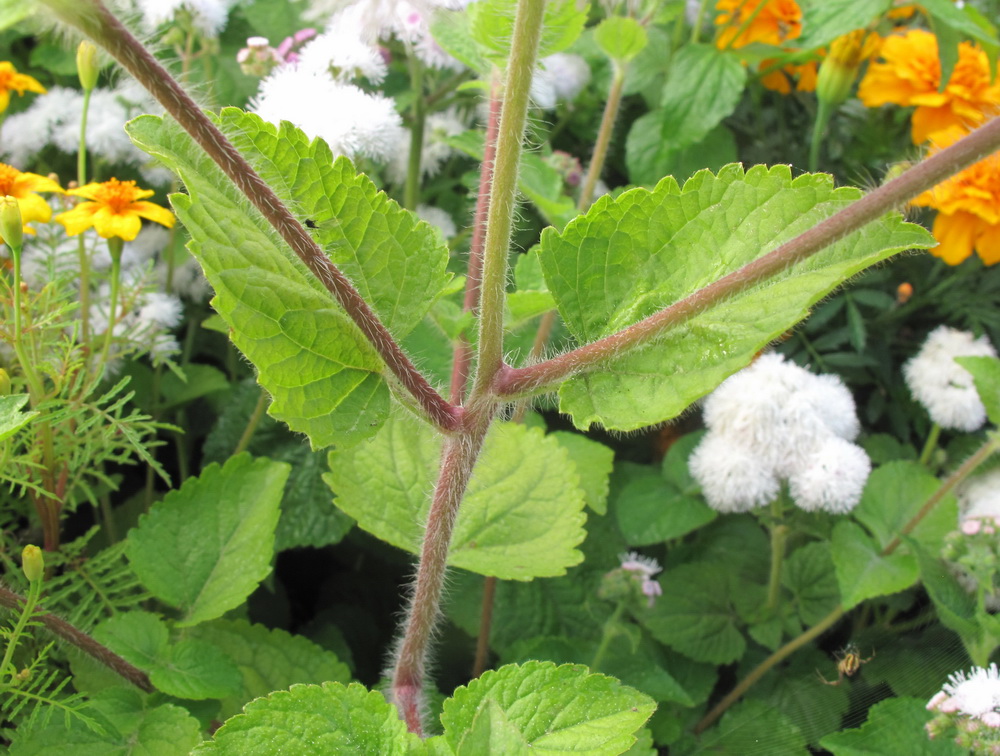 Image of Ageratum houstonianum specimen.