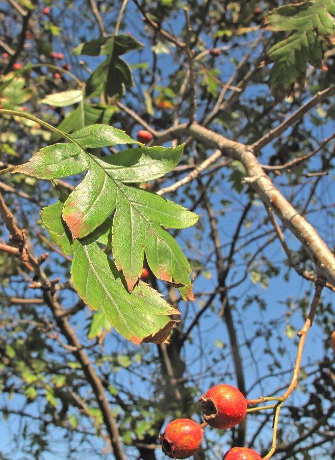 Image of genus Crataegus specimen.