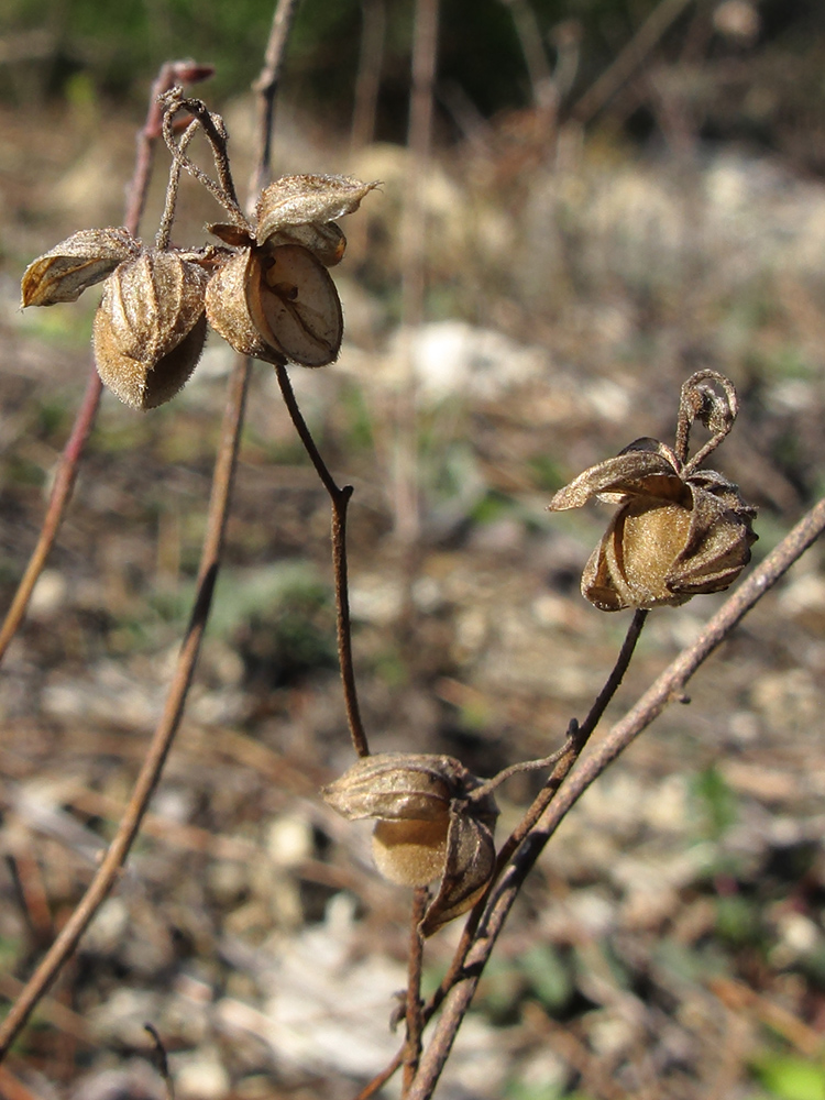 Image of Helianthemum ovatum specimen.