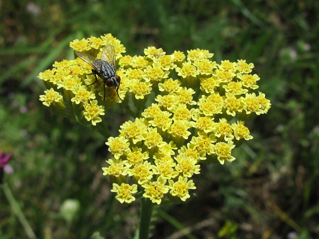 Image of Achillea &times; submicrantha specimen.