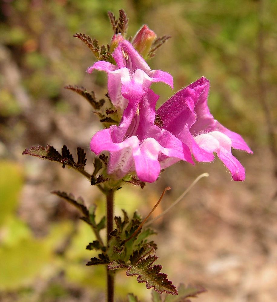 Изображение особи Phtheirospermum chinense.