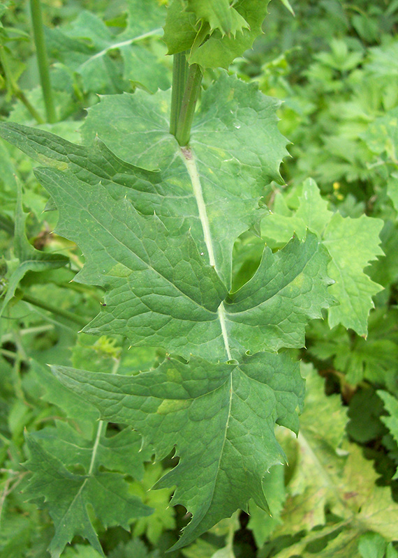 Изображение особи Sonchus oleraceus.