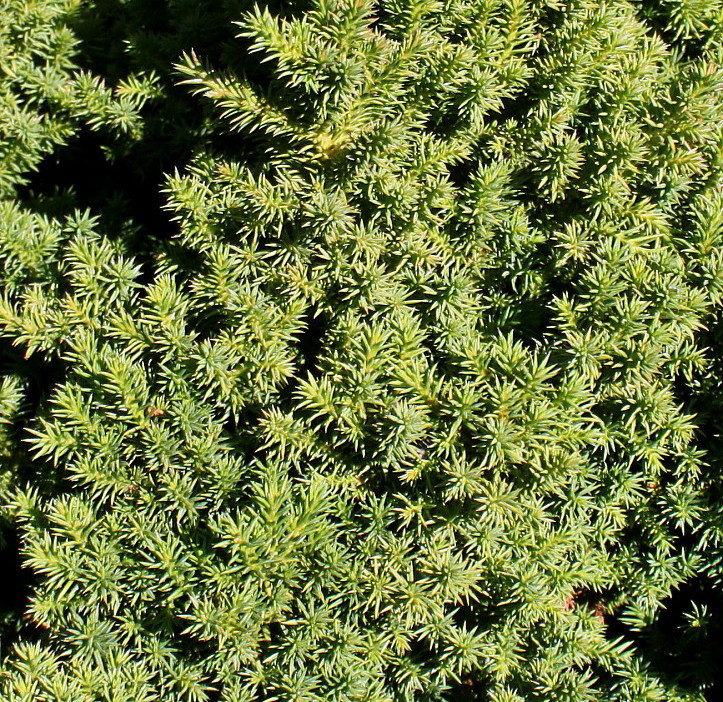 Image of Cryptomeria japonica specimen.