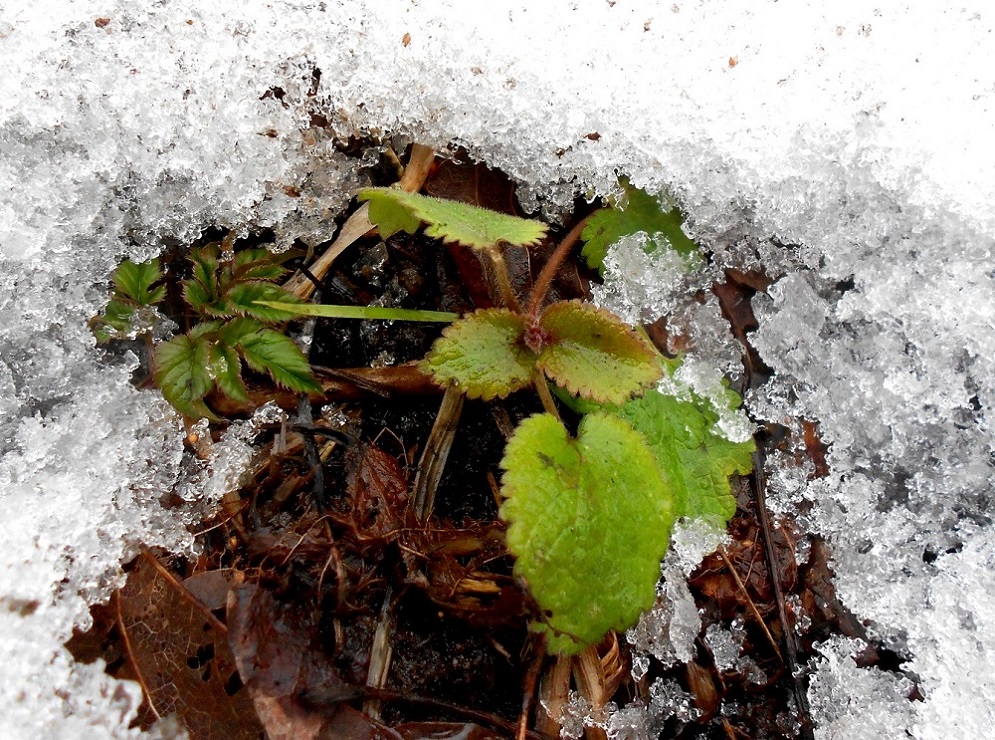 Image of Lamium album specimen.