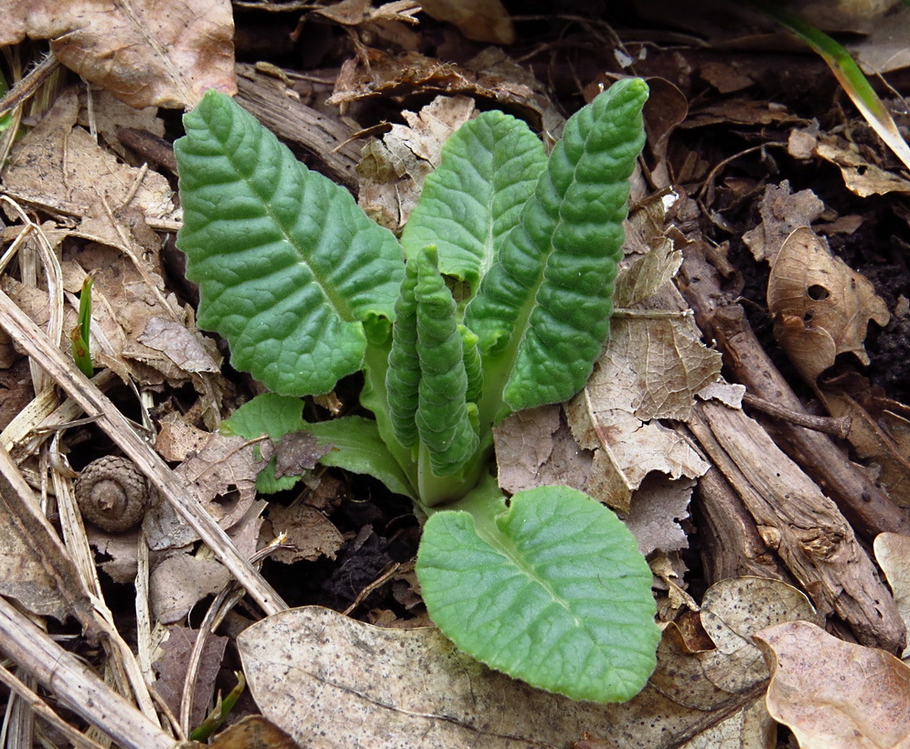 Изображение особи Primula veris.