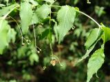 Euonymus verrucosus