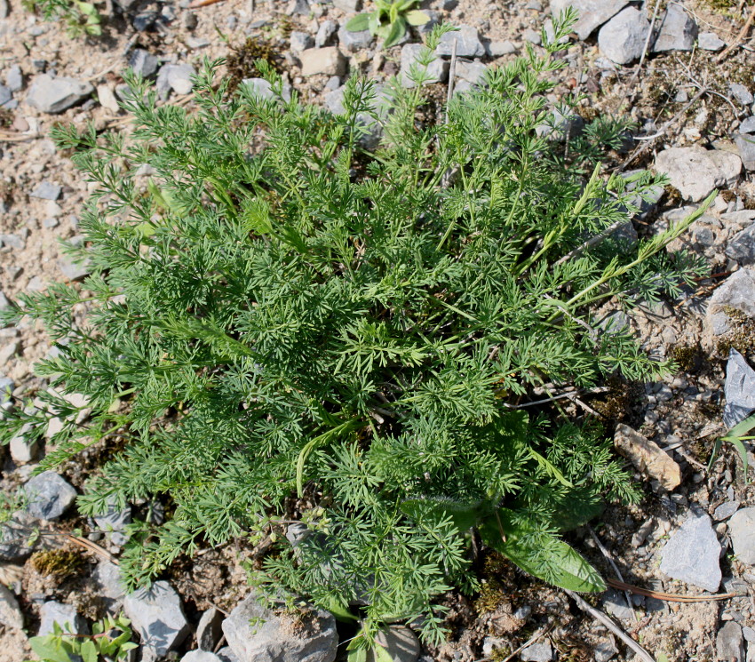 Изображение особи Mutellina adonidifolia.