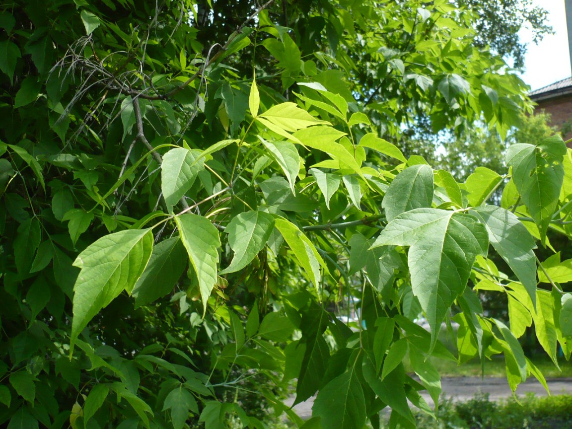 Image of Acer negundo specimen.