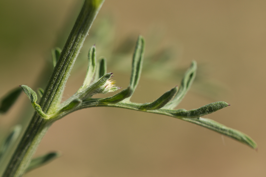 Image of Centaurea salonitana specimen.