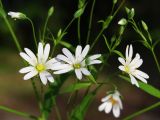 Stellaria holostea