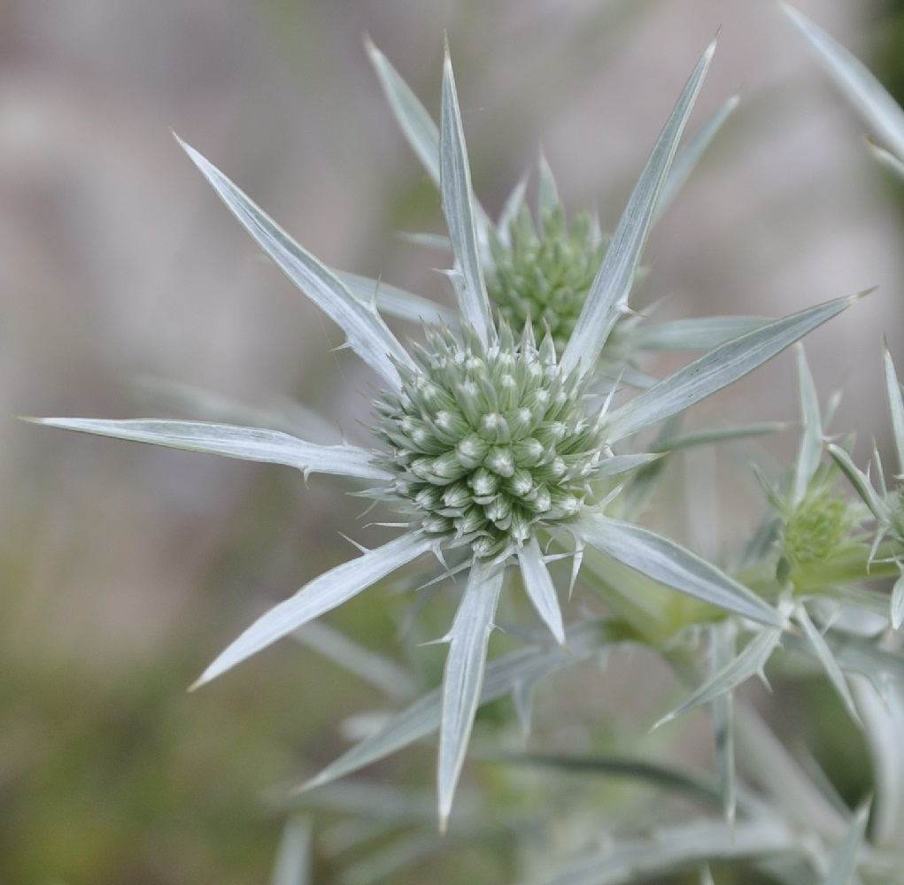 Изображение особи Eryngium amethystinum.