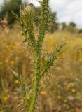 Смотреть изображение Carduus acanthoides